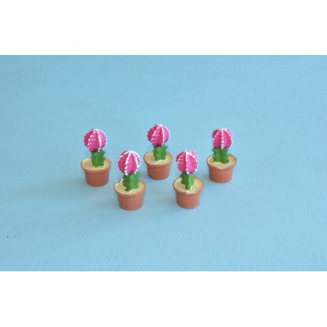 MINIATURE CACTUS en pot de fleur 